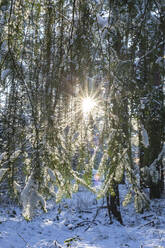 Deutschland, Brandenburg, Wald im Winter bei Sonnenaufgang - ASCF01565