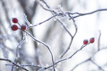 Nahaufnahme von Baumzweigen mit gefrorenen Knospen im Winter - ASCF01567