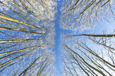 Directly below view of winter forest against blue sky - ASCF01569