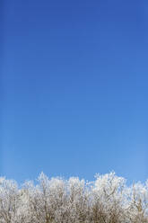 Blauer Himmel über schneebedeckten Bäumen im Winter - ASCF01570