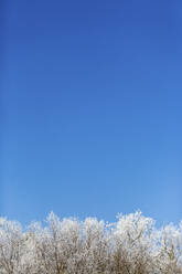 Blue sky over snow-covered trees in winter - ASCF01570