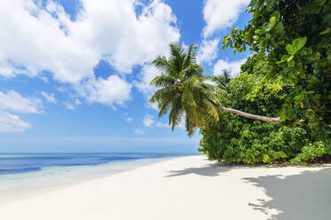 Seychelles, Praslin Island, Anse Lazio sandy beach with palm trees - RUEF03187