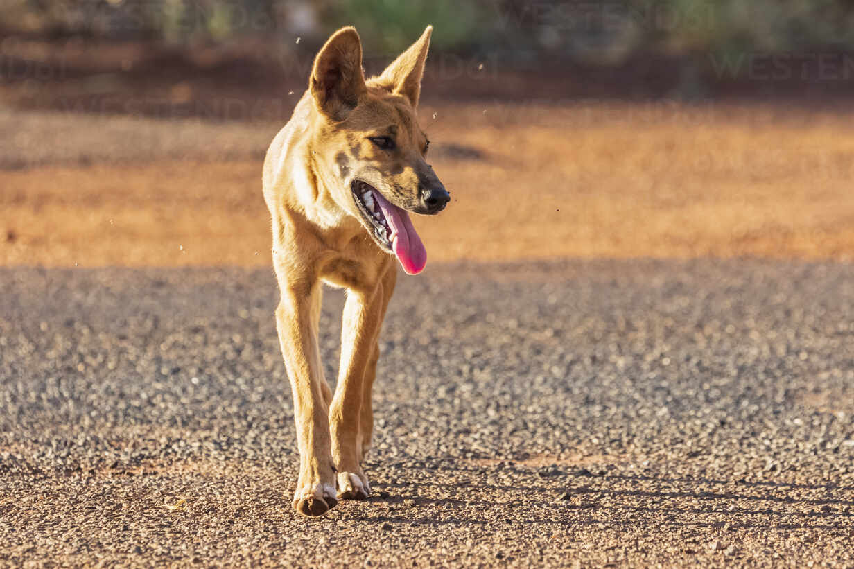 Dingo Dog Royalty-Free Images, Stock Photos & Pictures