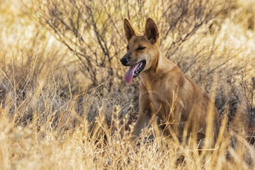 Porträt eines einsamen Dingos (Canis lupus dingo) im Gras sitzend im Uluru-Kata Tjuta National Park - FOF12041