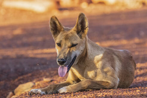 Porträt eines einsamen Dingos (Canis lupus dingo), der sich im Uluru-Kata Tjuta National Park ausruht - FOF12042