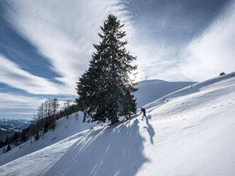 Mann beim Skifahren am Baum auf dem Karkopf, Lattengebirge, Berchtesgadenerland, Deutschland - HAMF00809