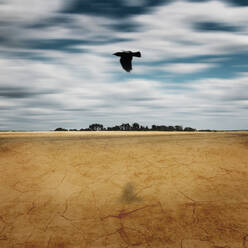 Vogel fliegt über Land gegen Himmel - DWIF01155