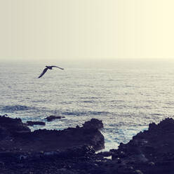 Vogel fliegt über das Meer gegen den Himmel - DWIF01160