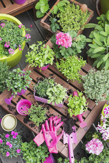 Kräutergarten und Gemüsegarten auf dem Balkon - GWF06897