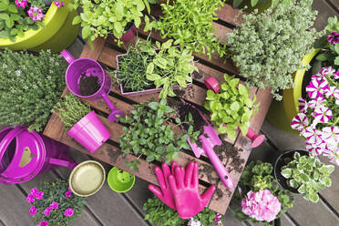 Herb and vegetable garden on balcony - GWF06899