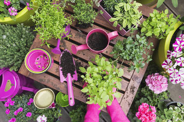 Planting herb and vegetable garden on balcony - GWF06900