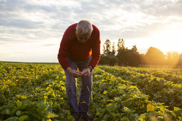 Senior man harvesting strawberries in field - MAMF01624