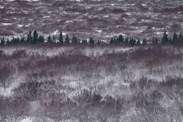 Verschneiter Wald mit blattlosen Bäumen und Tannen - CAVF92995