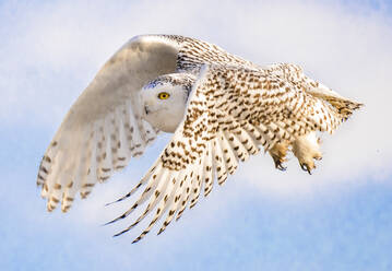 A female Snowy Owl is inflight whille hunting along Maine coast. - CAVF93027