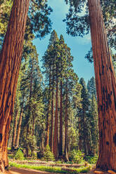 Sequoia-Nationalpark in Kalifornien, USA - CAVF93047