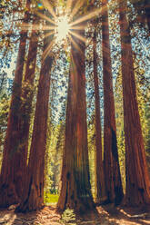 Sequoia-Nationalpark in Kalifornien, USA - CAVF93048