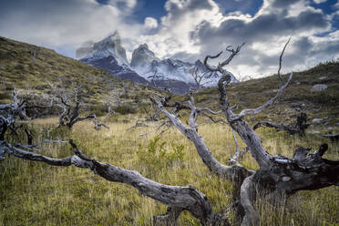 Abgestorbene Bäume vor den Bergen von Los Cuernos, Torres del Paine National Park, Region Magallanes, Chile - CAVF93056