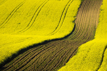 Scenic view of rolling field with rapeseed near Kyjov, Hodonin District, South Moravian Region, Moravia, Czech Republic - CAVF93069