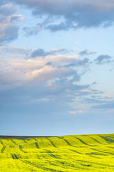 Landschaftlicher Blick auf ein hügeliges Rapsfeld bei Kyjov bei Sonnenuntergang, Bezirk Hodonin, Südmährische Region, Mähren, Tschechische Republik - CAVF93070