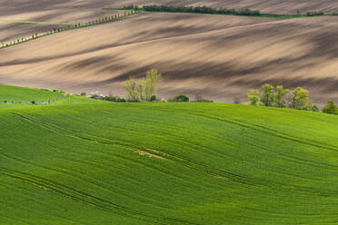 Idyllic view of trees amongst rolling fields near Kyjov, Hodonin District, South Moravian Region, Moravia, Czech Republic - CAVF93072