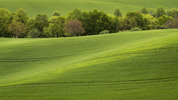 Landschaftliche Ansicht von Bäumen inmitten hügeliger Felder in der Nähe von Kyjov, Bezirk Hodonin, Südmährische Region, Mähren, Tschechische Republik - CAVF93074