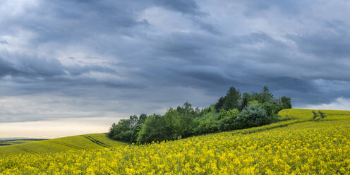 Panoramablick auf Bäume inmitten von Rapsfeldern bei Kyjov mit dramatischem Himmel, Bezirk Hodonin, Südmährische Region, Mähren, Tschechische Republik - CAVF93076