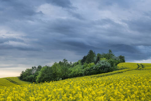 Idyllischer Blick auf Bäume inmitten von Rapsfeldern bei Kyjov mit dramatischem Himmel, Bezirk Hodonin, Südmährische Region, Mähren, Tschechische Republik - CAVF93077