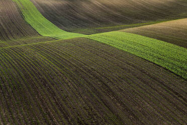 Idyllischer Blick auf einen grünen landwirtschaftlichen Streifen auf einem hügeligen Feld in der Nähe von Kyjov, Bezirk Hodonin, Südmährische Region, Mähren, Tschechische Republik - CAVF93080