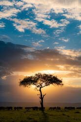 Sonnenuntergang mit über die Safari mit einem einsamen Baum - CAVF93082