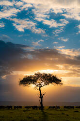 Sunset with over the safari with a lonely tree - CAVF93082