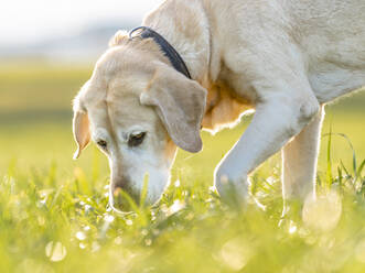 Labrador Retriever auf Wiese in Wiese - STSF02824