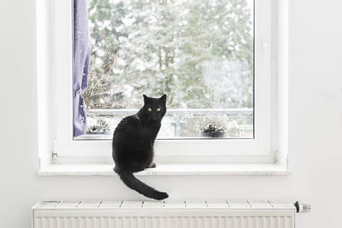 Black cat sitting on window sill - CHPF00749