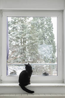 Black cat watching snow falling through window - CHPF00750