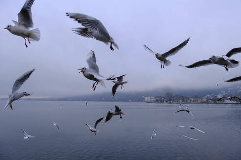 Austria, Vorarlberg, Bregenz, Seagulls flying over Lake Constance - LBF03370