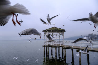 Österreich, Vorarlberg, Bregenz, Möwen fliegen über den Bodensee - LBF03371