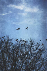 Silhouettes of birds and trees in autumn - DWIF01162