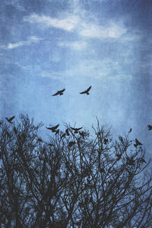 Silhouetten von Vögeln und Bäumen im Herbst - DWIF01162