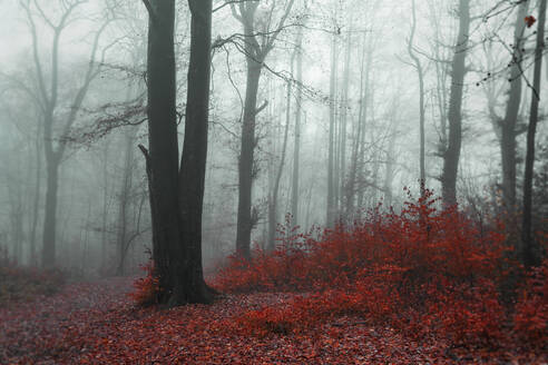 Deutschland, Wuppertal, Nebliger Wald im Herbst - DWIF01164