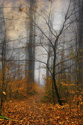 Deutschland, Wuppertal, Nebliger Wald im Herbst - DWIF01165