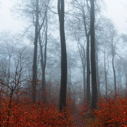 Deutschland, Wuppertal, Nebliger Wald im Herbst - DWIF01169