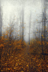 Deutschland, Wuppertal, Nebliger Wald im Herbst - DWIF01171