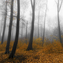 Deutschland, Wuppertal, Nebliger Wald im Herbst - DWIF01172