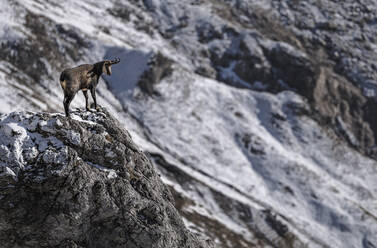 Einsame Gämsziege auf einem Felsen im Nationalpark Berchtesgaden - HAMF00826