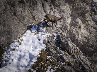 Einsame Gämsziege auf einem Felsen im Nationalpark Berchtesgaden - HAMF00827