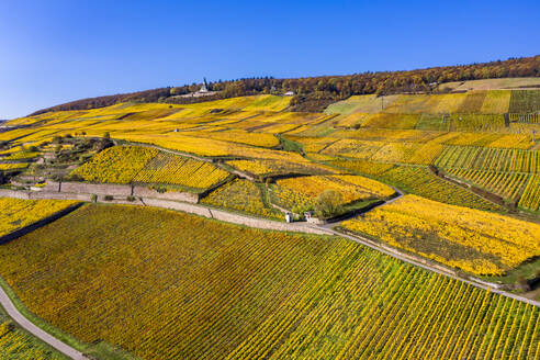 Deutschland, Hessen, Rüdesheim am Rhein, Blick aus dem Hubschrauber auf gelbe Herbstweinberge in der Rheinschlucht - AMF09111