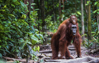 Orang-Utan mit Baby beim Spaziergang im Wald - CAVF93131