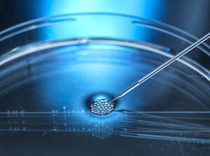 Kerntransfer an mehreren embryonalen Stammzellen durchgeführt - CAVF93166