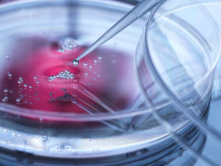 Zellforschung, Pipettieren einer Probe in eine Petrischale mit Zellen im Labor - CAVF93179