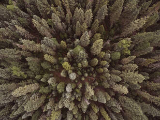 Drohnenansicht von Bäumen im San Juan National Forest im Süden Colorados. - CAVF93253