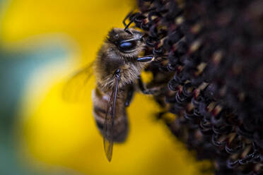 Macro of bumble bee pollinating sunflower in Washington - CAVF93286